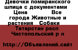 Девочки помиранского шпица с документами › Цена ­ 23 000 - Все города Животные и растения » Собаки   . Татарстан респ.,Чистопольский р-н